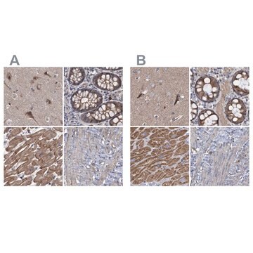 Anti-COBL antibody produced in rabbit Prestige Antibodies&#174; Powered by Atlas Antibodies, affinity isolated antibody, buffered aqueous glycerol solution, Ab2