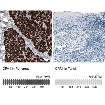 Monoclonal Anti-CPA1 antibody produced in mouse Prestige Antibodies&#174; Powered by Atlas Antibodies, clone CL6629, purified immunoglobulin, buffered aqueous glycerol solution