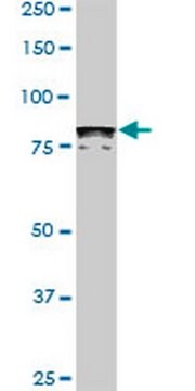 Anti-DYRK1A Mouse mAb (7D10) liquid, clone 7D10, Calbiochem&#174;