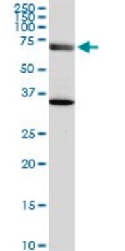 Monoclonal Anti-EXOC7, (C-terminal) antibody produced in mouse clone 1B7, purified immunoglobulin, buffered aqueous solution