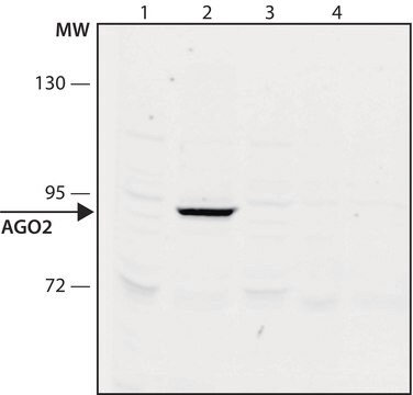 抗-AGO2抗体,小鼠单克隆 clone AGO2-10, purified from hybridoma cell culture