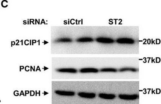 Monoklonales Anti-PCNA (Proliferating Cell Nuclear Antigen) in Maus hergestellte Antikörper clone PC 10, ascites fluid