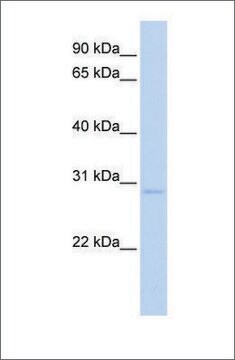 Anti-NR0B2 (ab1) antibody produced in rabbit affinity isolated antibody