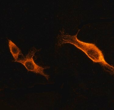 Przeciwciało anty-PVRL4, mysie monoklonalne clone N4.101.10, purified from hybridoma cell culture