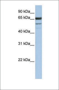 Anti-SEPN1 antibody produced in rabbit affinity isolated antibody