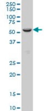 Monoclonal Anti-FOXC2, (C-terminal) antibody produced in mouse clone 4B3, purified immunoglobulin, buffered aqueous solution