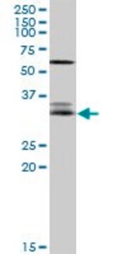 Anti-EFNA3 antibody produced in rabbit purified immunoglobulin, buffered aqueous solution