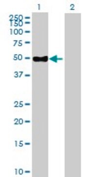 Anti-ENPP6 antibody produced in mouse purified immunoglobulin, buffered aqueous solution