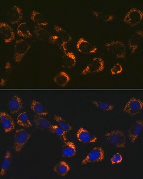 Anti-Citrate synthetase Antibody, clone 4Z10Z8, Rabbit Monoclonal