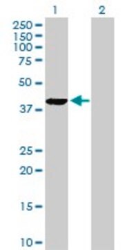 Anti-PLA2G4B antibody produced in rabbit purified immunoglobulin, buffered aqueous solution