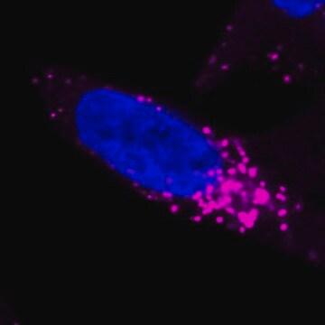 Colorante lisosómico BioTracker NIR633 Live cell imaging dye for acidic cellular organelles such as lysosomes.