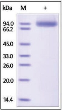 CD304/NRP1/Neurophilin-1 human recombinant, expressed in HEK 293 cells, &#8805;95% (SDS-PAGE)