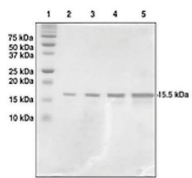 Histone H3 (1-136) human recombinant, expressed in E. coli, &#8805;95% (SDS-PAGE)