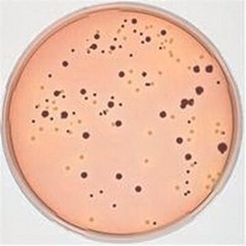 MacConkey-Sorbitol-Agar NutriSelect&#174; Plus, suitable for microbiology