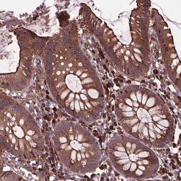 Anty-MYH14 Prestige Antibodies&#174; Powered by Atlas Antibodies, affinity isolated antibody, buffered aqueous glycerol solution