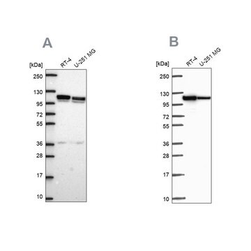 Anty-AP1B1 Prestige Antibodies&#174; Powered by Atlas Antibodies, affinity isolated antibody