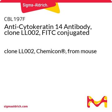 Anticorpo anti-citocheratina 14, clone LL002, coniugato con FITC clone LL002, Chemicon&#174;, from mouse