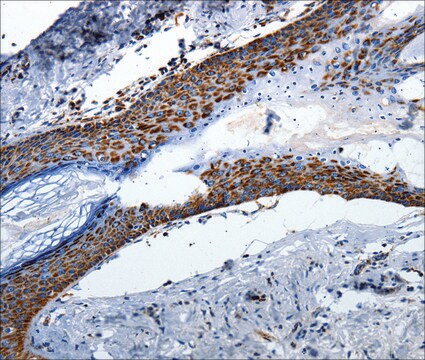 Anti-MT-CO2 antibody produced in rabbit affinity isolated antibody