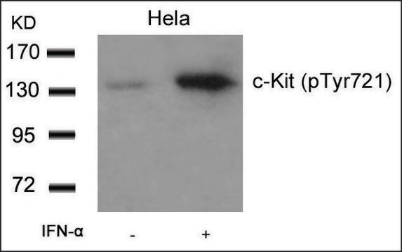 Anti-phospho-KIT (pTyr721) antibody produced in rabbit affinity isolated antibody