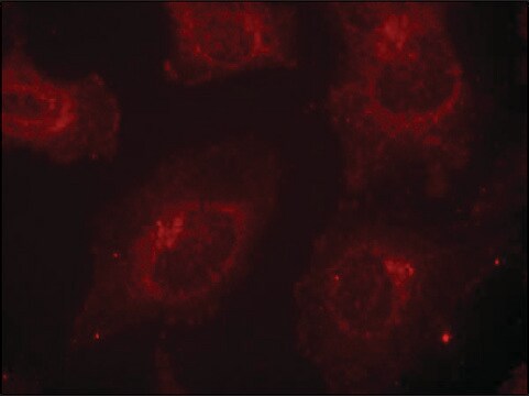 Anti-phospho-GAB1 (pTyr627) antibody produced in rabbit affinity isolated antibody