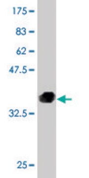 Monoclonal Anti-AXL antibody produced in mouse clone 6C8, purified immunoglobulin, buffered aqueous solution