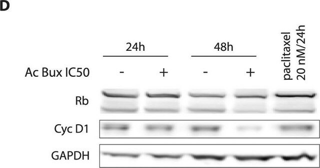 Monoclonal Anti-GAPDH antibody produced in mouse clone GAPDH-71.1, purified from hybridoma cell culture