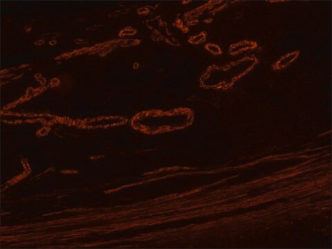 Anti-Mouse IgG (Fab specific)–TRITC antibody produced in goat affinity isolated antibody, buffered aqueous solution