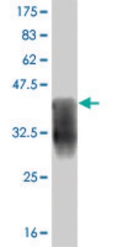 ANTI-T antibody produced in mouse clone 6D3, purified immunoglobulin, buffered aqueous solution