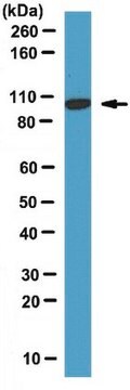 Anti-Dynamin-2 Antibody serum, from rabbit