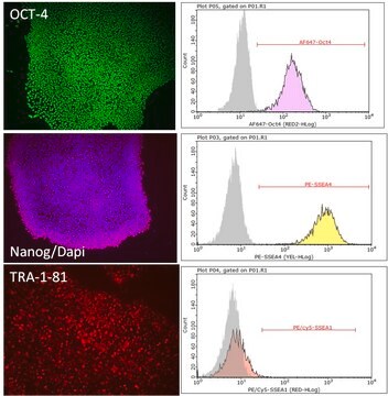 PluriSTEM-XF&#174; 人ES/iPS细胞培养基 PluriSTEM-XF Human ES/iPS Medium is a complete xeno-free medium formulation for the feeder-free culture of human ES and iPS cells.