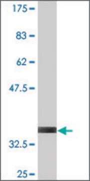 Monoclonal Anti-MAP3K3 antibody produced in mouse clone 1H3, purified immunoglobulin, buffered aqueous solution