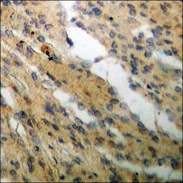 Anti-phospho-Cyclin C (pSer275) antibody produced in rabbit affinity isolated antibody