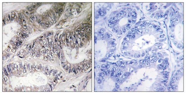 Anti-COX19 antibody produced in rabbit affinity isolated antibody