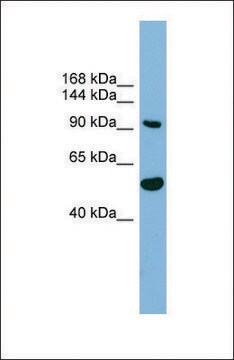 Anti-MAP7D1, (N-terminal) antibody produced in rabbit affinity isolated antibody