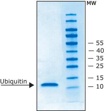 ユビキチン ヒト recombinant, expressed in E. coli (N-terminal histidine tagged)