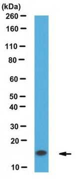 Anti-a-Synuclein, clone 10D2 Antibody clone 10D2, from mouse, purified by affinity chromatography