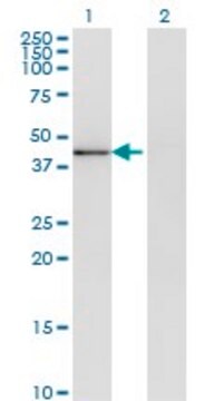 Monoclonal Anti-MAPK13 antibody produced in mouse clone 2B6, purified immunoglobulin, buffered aqueous solution