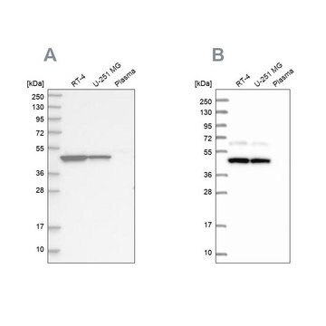 Anti-OLA1 antibody produced in rabbit Prestige Antibodies&#174; Powered by Atlas Antibodies, affinity isolated antibody, buffered aqueous glycerol solution