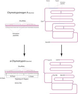 &#945;-キモトリプシン ウシ膵臓由来 Type II, lyophilized powder, &#8805;40&#160;units/mg protein