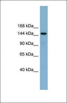 Anti-KIAA1199 antibody produced in rabbit affinity isolated antibody