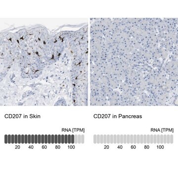 抗CD207 ウサギ宿主抗体 Prestige Antibodies&#174; Powered by Atlas Antibodies, affinity isolated antibody, buffered aqueous glycerol solution