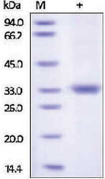 Kallikrein-3 human recombinant, expressed in HEK 293 cells, &#8805;92% (SDS-PAGE)