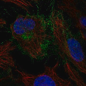 Anti-CYFIP2 antibody produced in rabbit Prestige Antibodies&#174; Powered by Atlas Antibodies, affinity isolated antibody