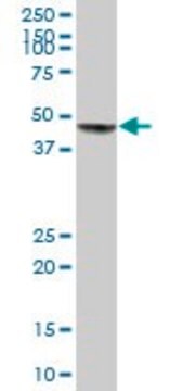 Anti-DNMT3L antibody produced in mouse IgG fraction of antiserum, buffered aqueous solution