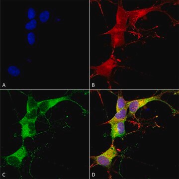 Monoclonal Anti-Eaac1 - Biotin antibody produced in mouse clone S180-41, purified immunoglobulin