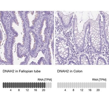 Anty-DNAH2 Prestige Antibodies&#174; Powered by Atlas Antibodies, affinity isolated antibody, buffered aqueous glycerol solution