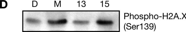 Anticorpo anti fosfo-istone H2A.X (Ser139), colone JBW301 clone JBW301, Upstate&#174;, from mouse