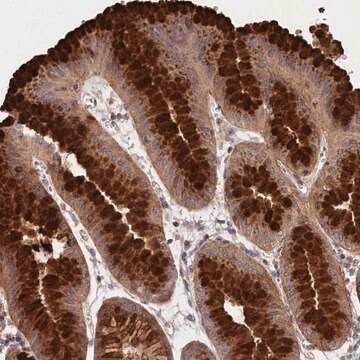 Anti-NEURL4 antibody produced in rabbit Prestige Antibodies&#174; Powered by Atlas Antibodies, affinity isolated antibody, buffered aqueous glycerol solution