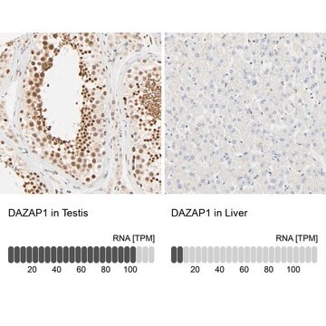 Anti-DAZAP1 antibody produced in rabbit Ab2, Prestige Antibodies&#174; Powered by Atlas Antibodies, affinity isolated antibody, buffered aqueous glycerol solution