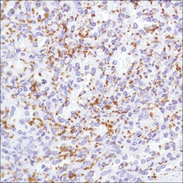 Anti-CD42B antibody, Rabbit monoclonal recombinant, expressed in proprietary host, clone SP219, affinity isolated antibody